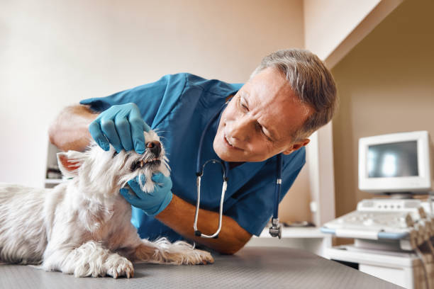 Best Same-Day Emergency Dental Services in Hillsboro, KS